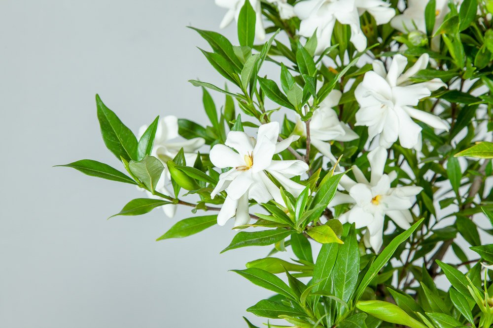 Frostproof Gardenia Live Plant 3 Gallon Pot I8083