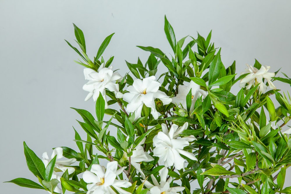 Frostproof Gardenia Live Plant 3 Gallon Pot I8083