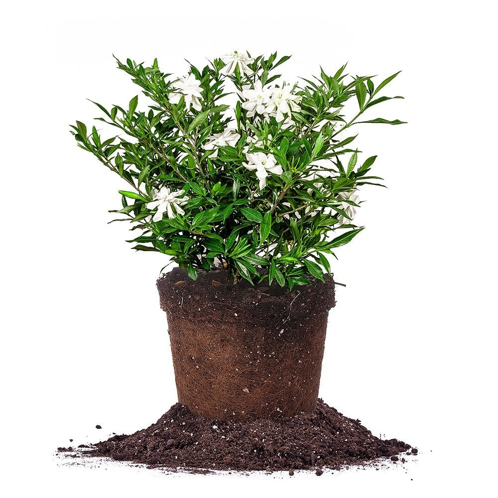 Frostproof Gardenia Live Plant 3 Gallon Pot I8083
