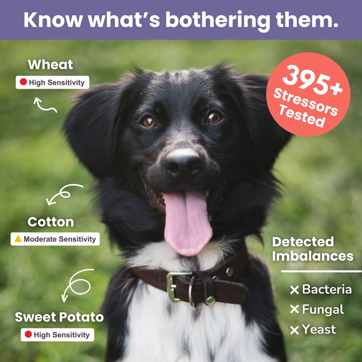 Pet Intolerance Test Dogs & Cats W206750