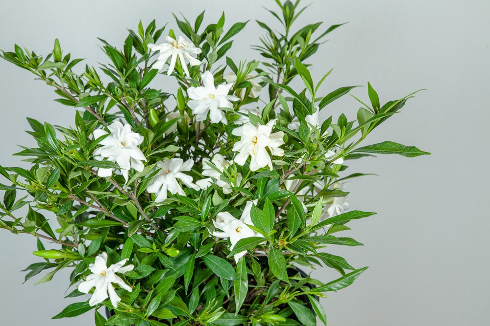 Frostproof Gardenia Live Plant 3 Gallon Pot I8083