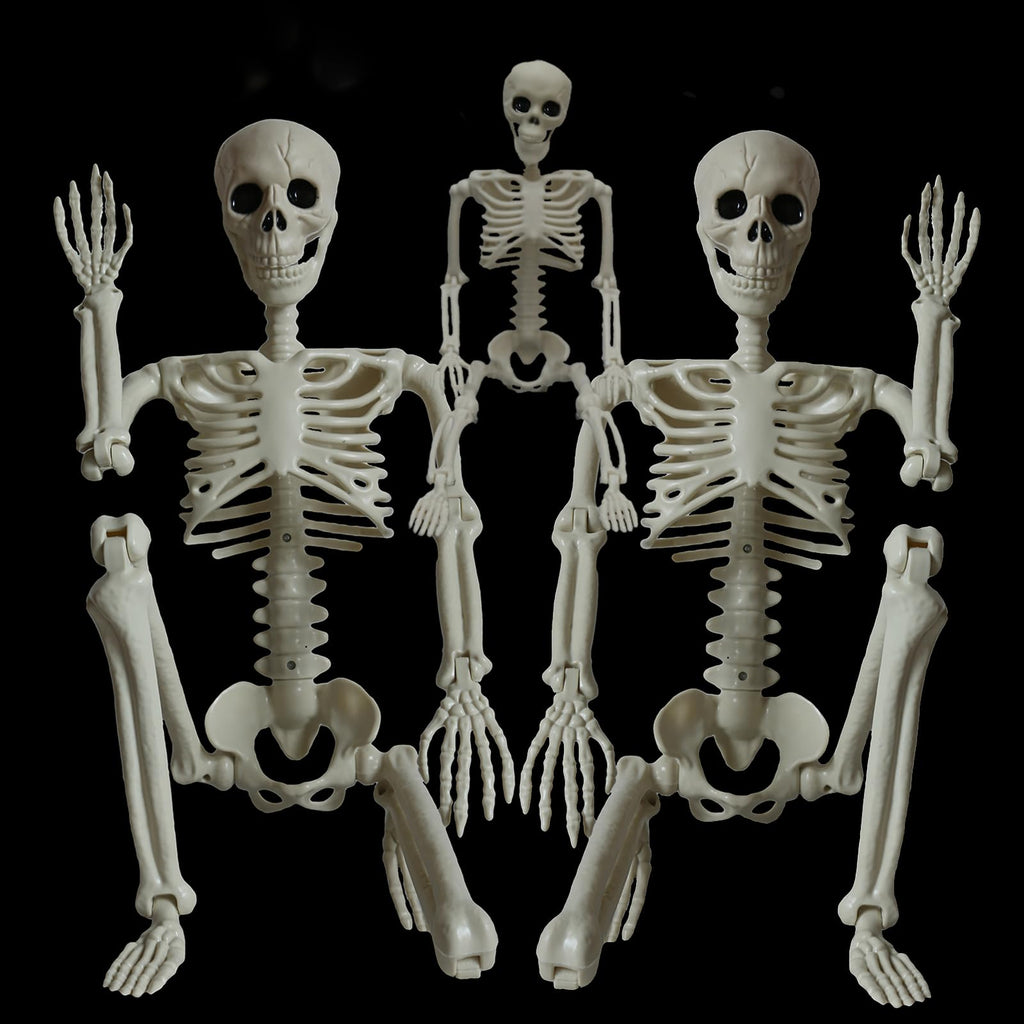 2Pcs 36" 1Pcs 16" Posable Plastic Skeleton R2165