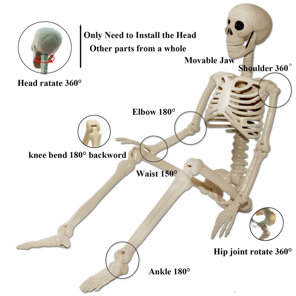2Pcs 36" 1Pcs 16" Posable Plastic Skeleton R2165