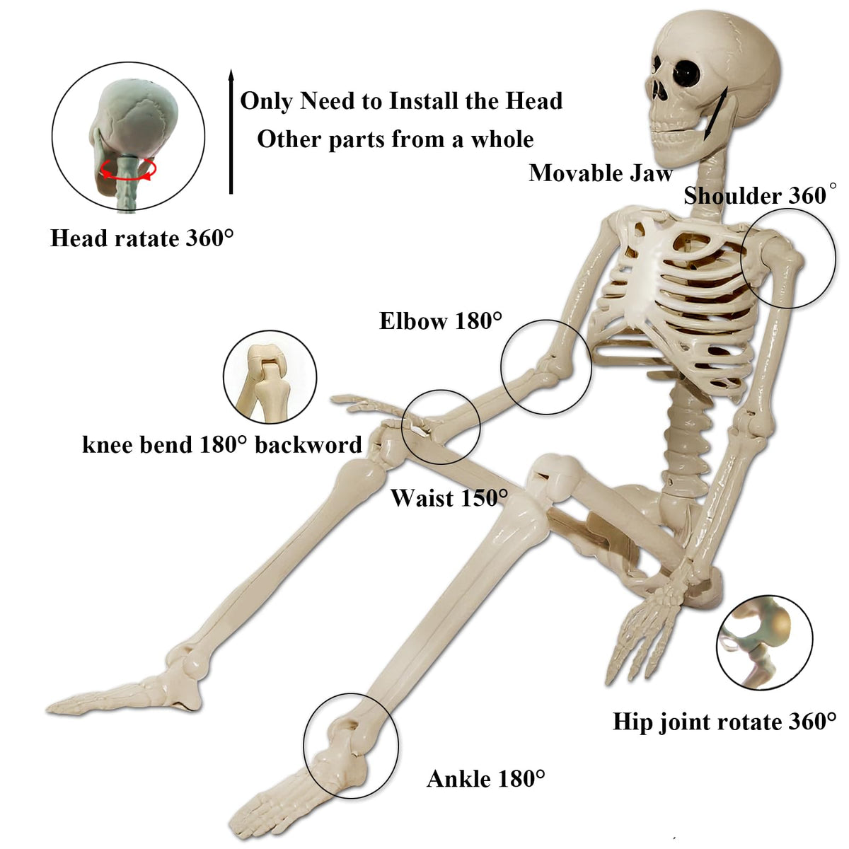 2Pcs 36" 1Pcs 16" Posable Plastic Skeleton R2165
