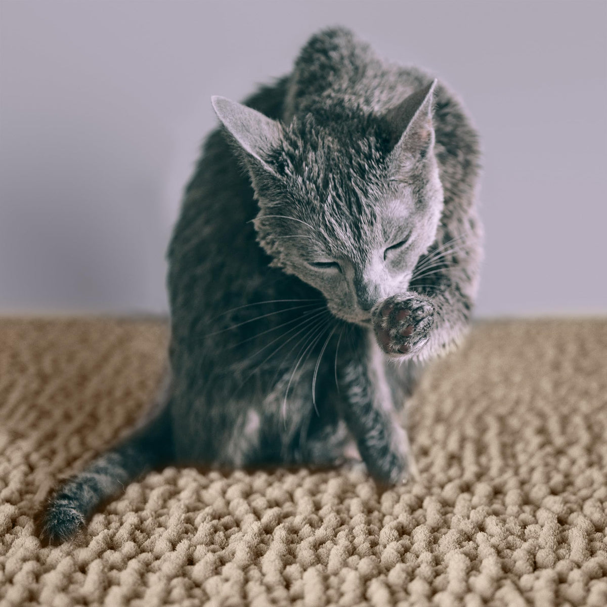 Super Absorbent Waterproof Non Slip Cat Litter Mat I64612
