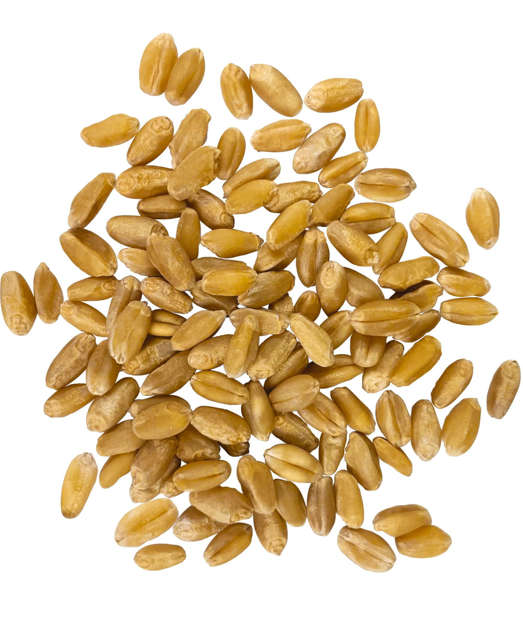 Hard White Wheat Berries 5 lbs T9701