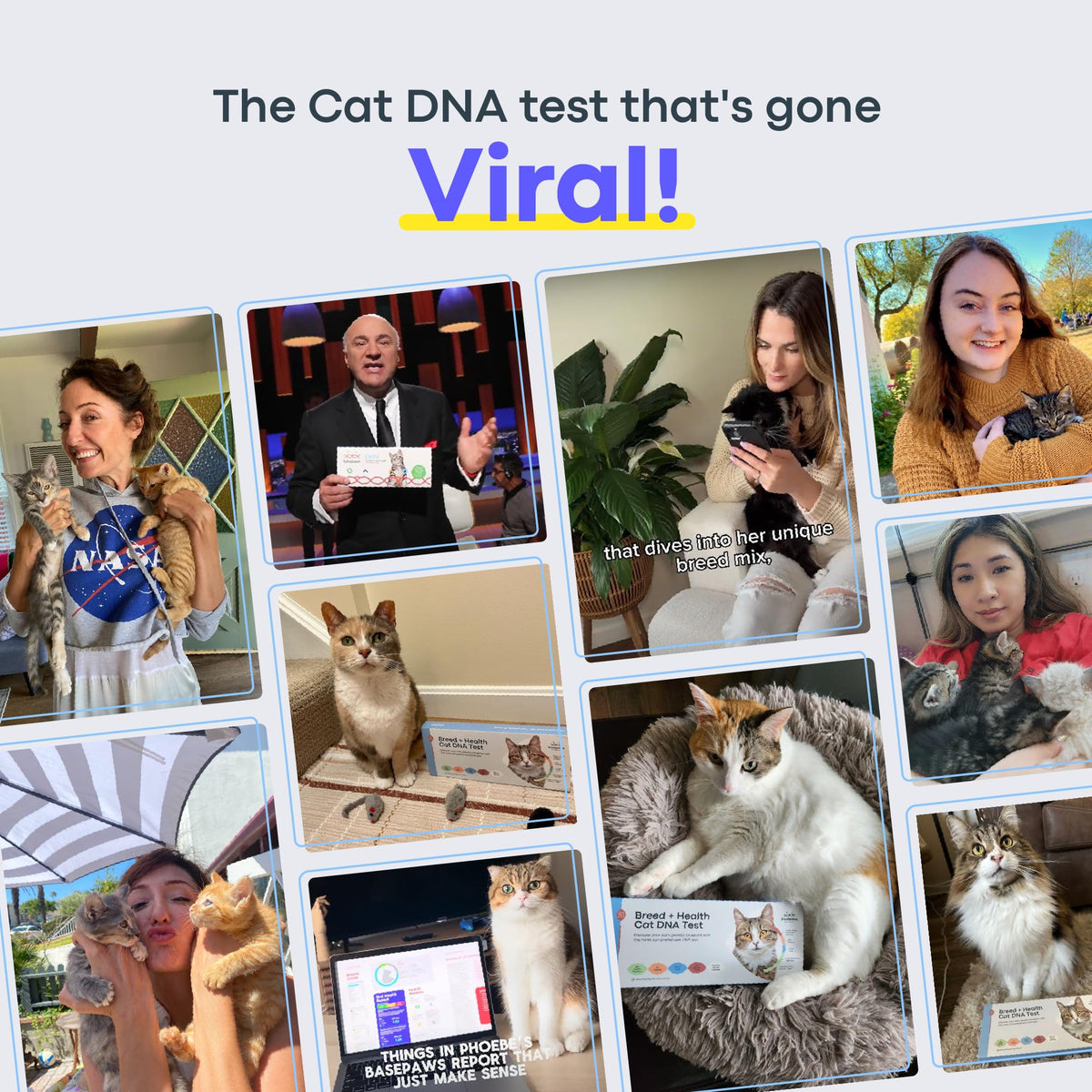 Cat DNA Test Kit P70689
