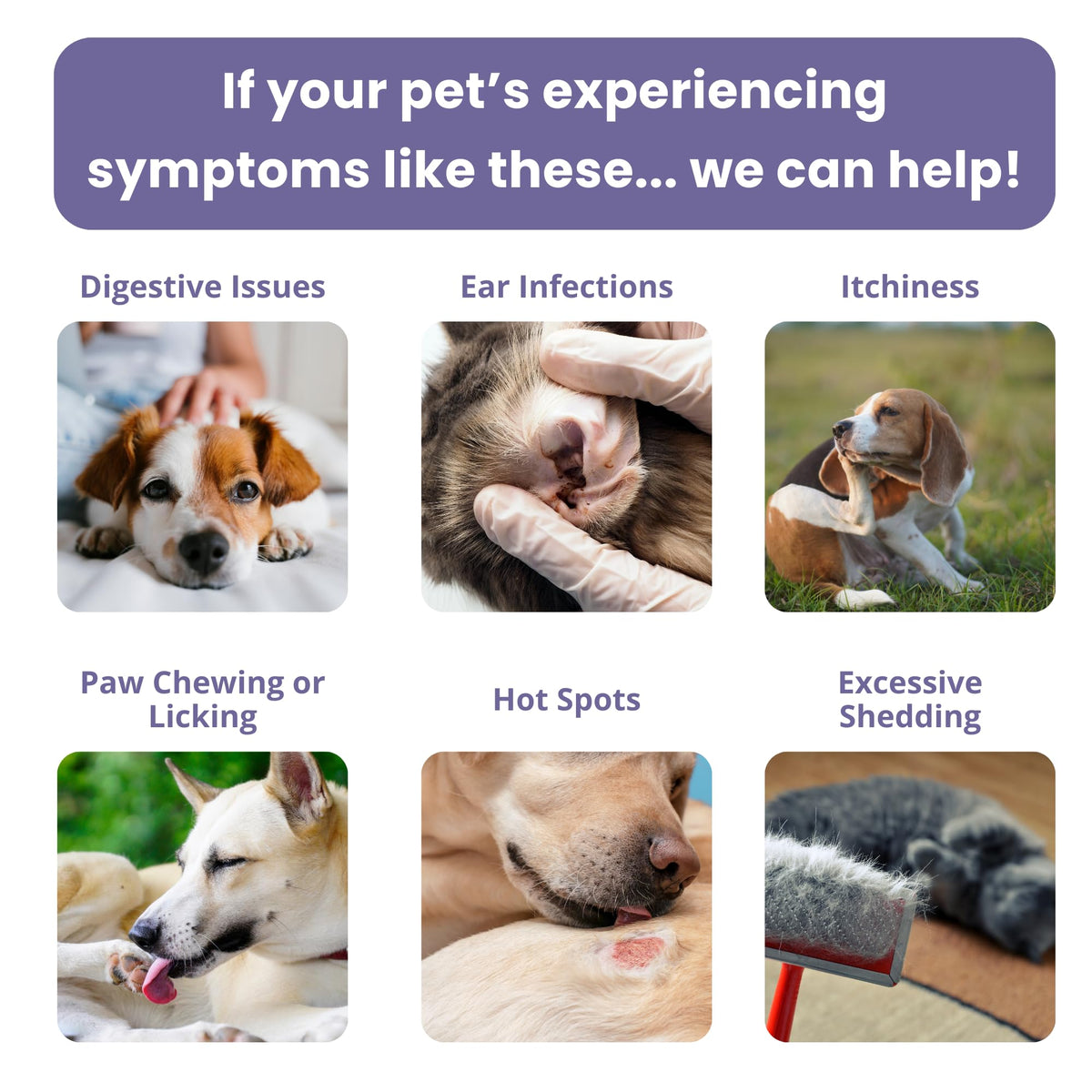 Pet Intolerance Test Dogs & Cats W206750